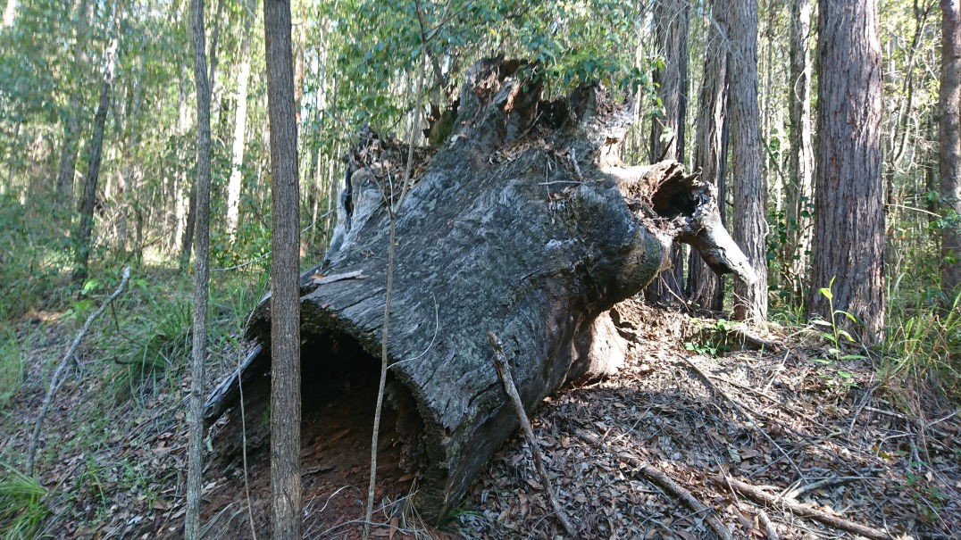 Bungabbee - Phil Jarman