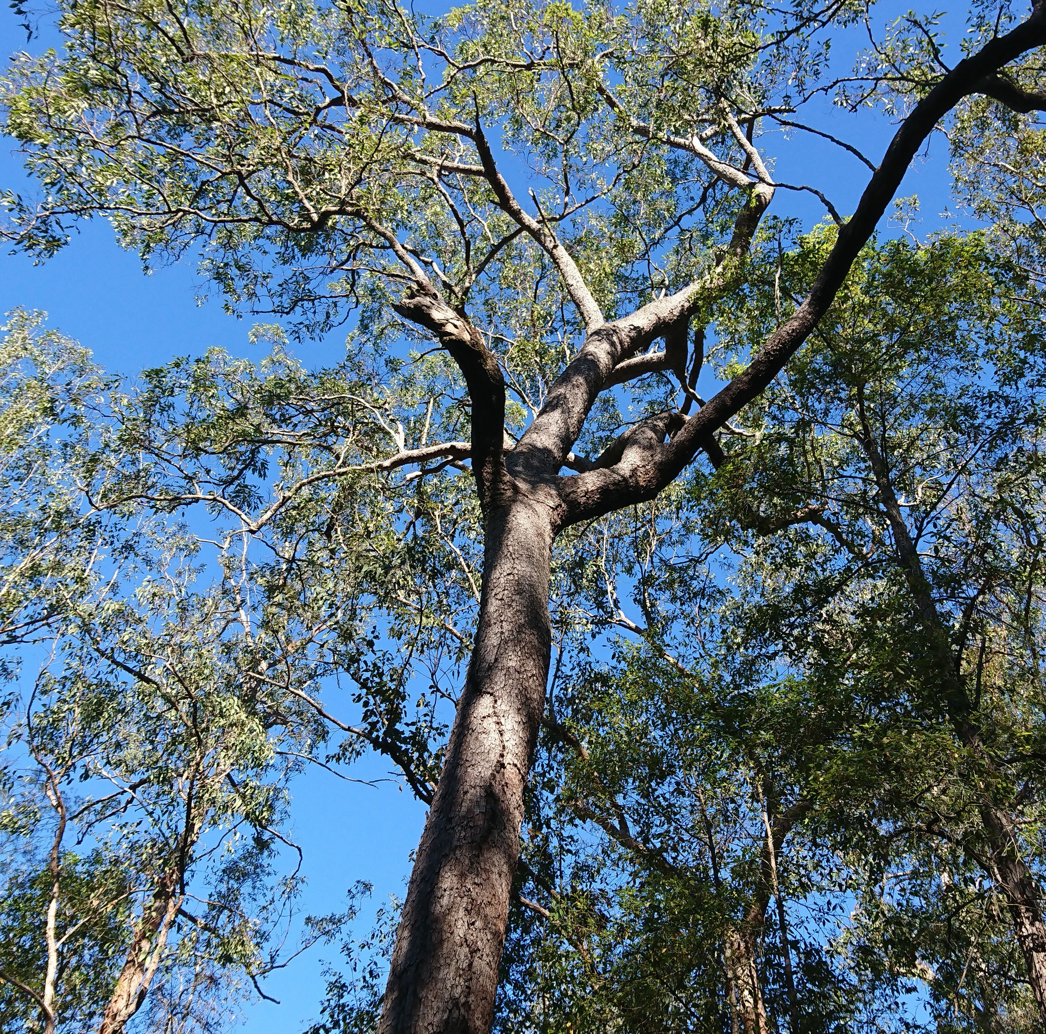 Bungabbee - Phil Jarman