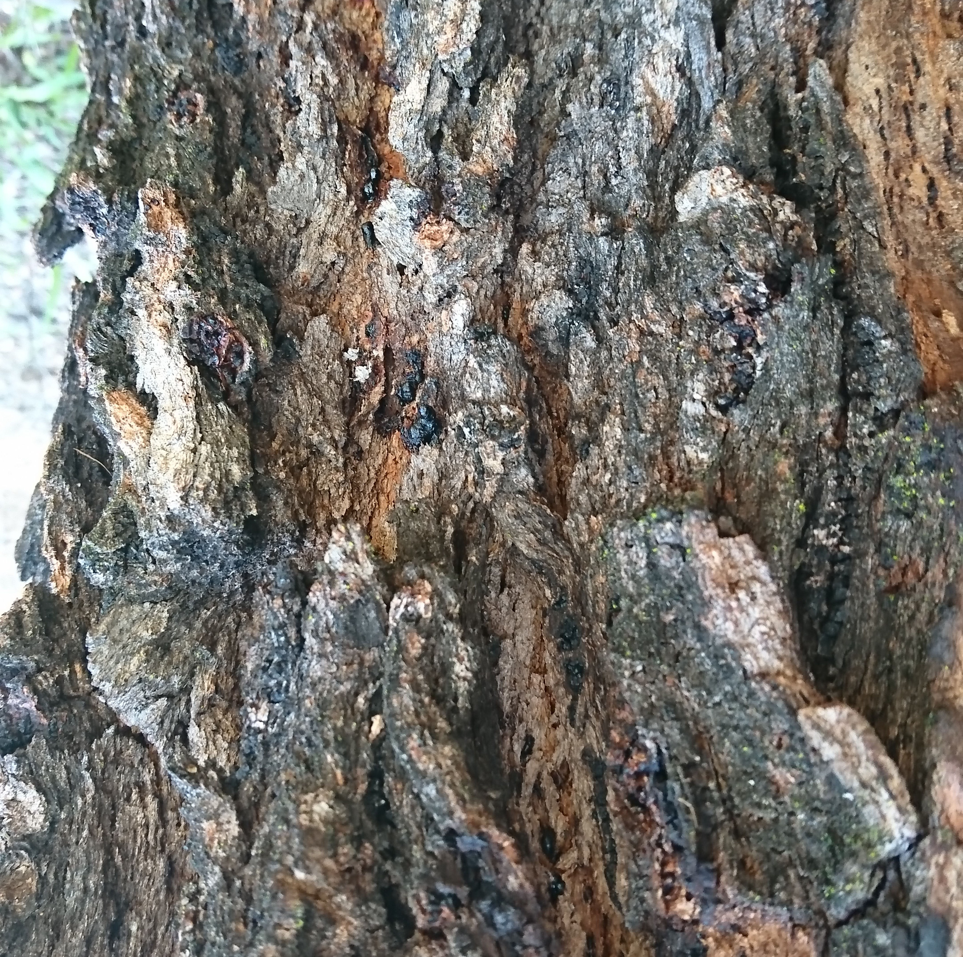 Bungabbee - Phil Jarman