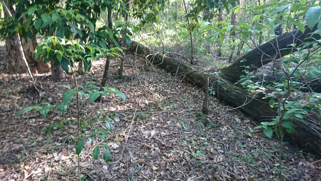 Bungabbee - Phil Jarman