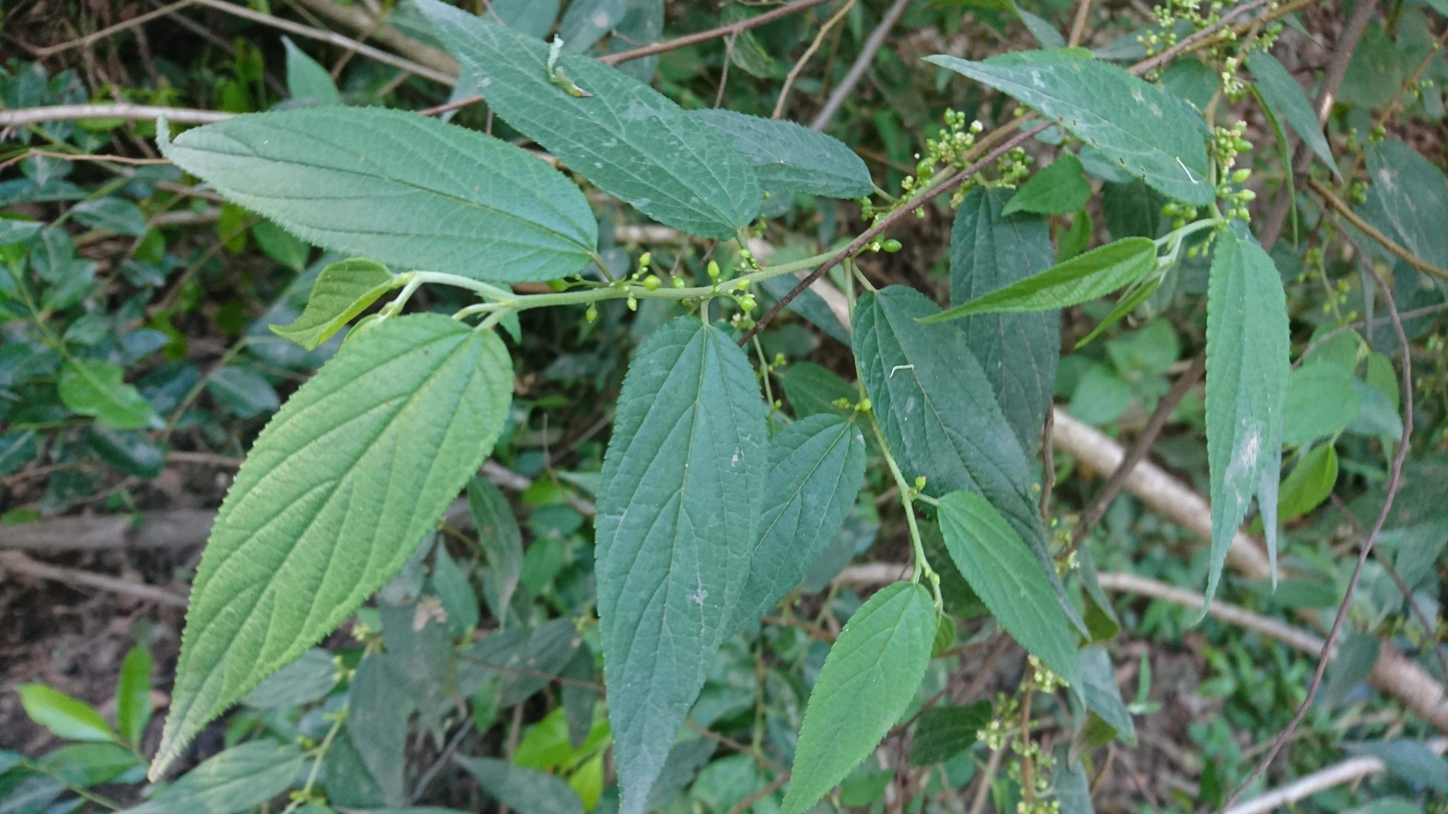 Bungabbee - Phil Jarman