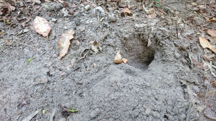 Bungabbee - Phil Jarman