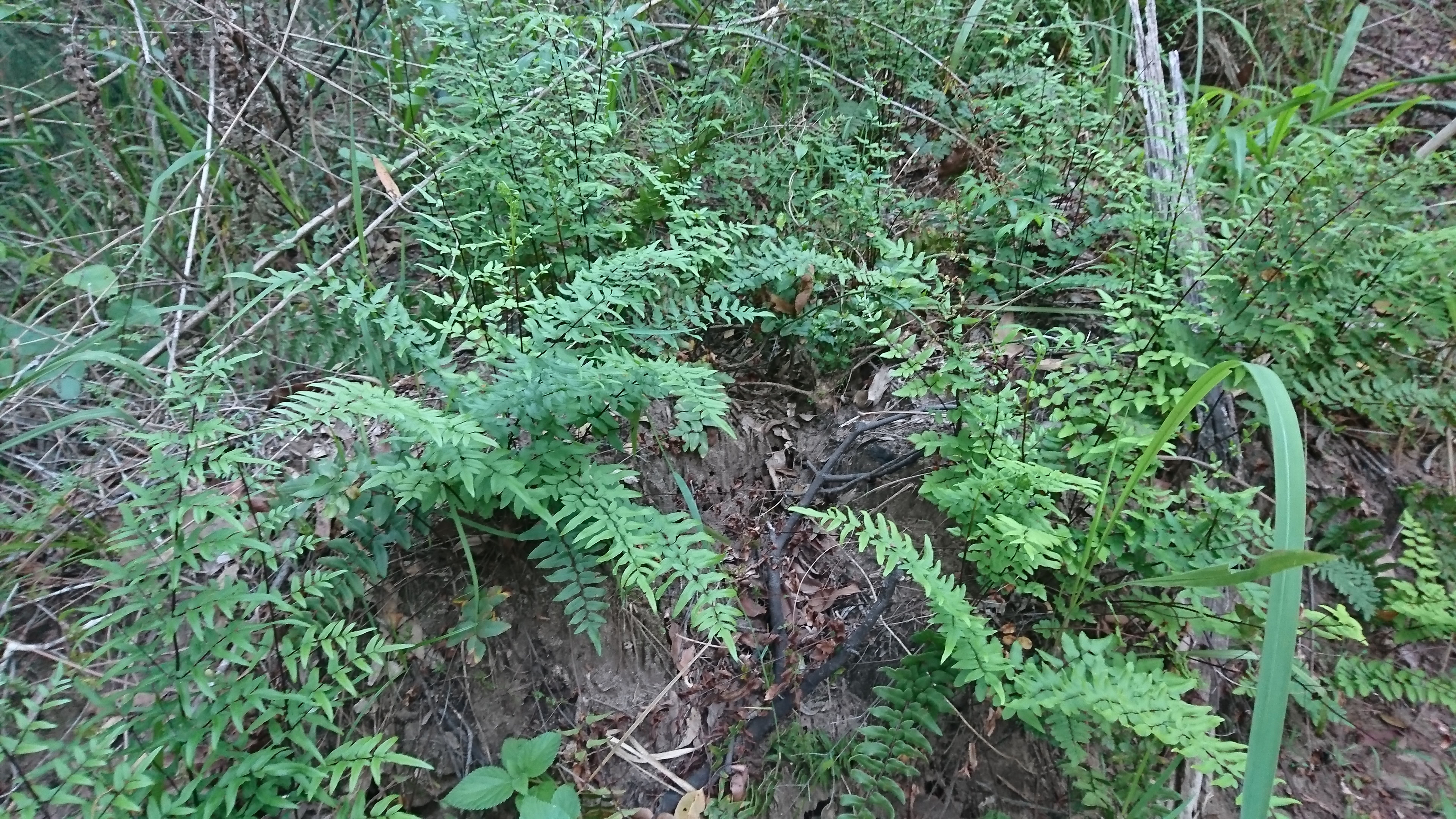 Bungabbee - Phil Jarman