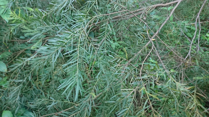 Bungabbee - Phil Jarman