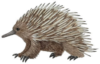 Echidna - Henrietta Mooney