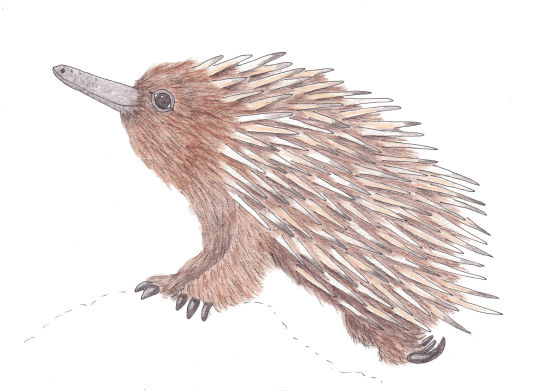 Echidna - Henrietta Mooney