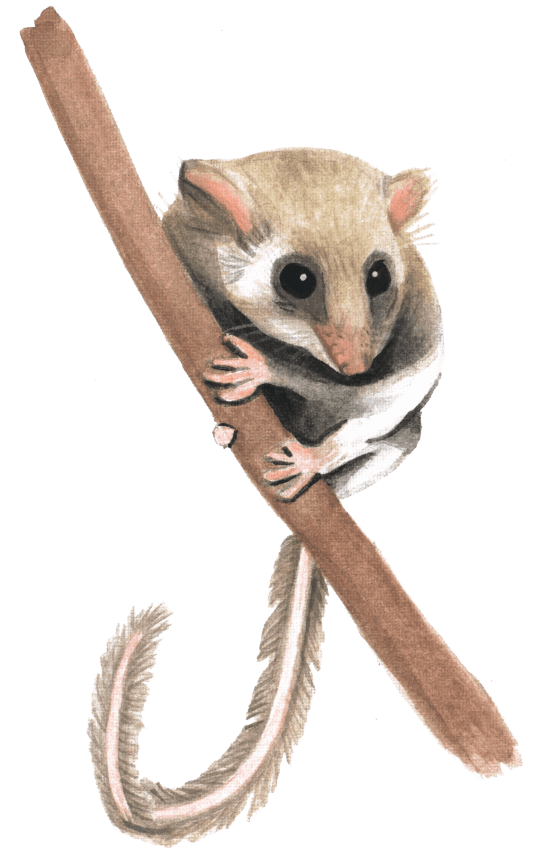 Feathertail Glider - Lea Guillot