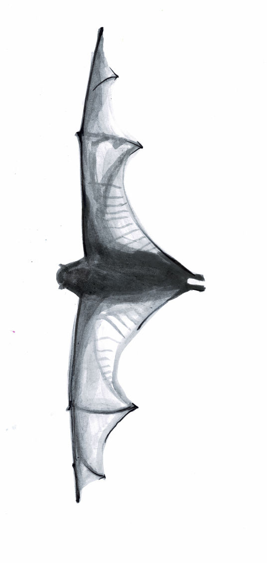 Flying Fox - Alice Deschilder