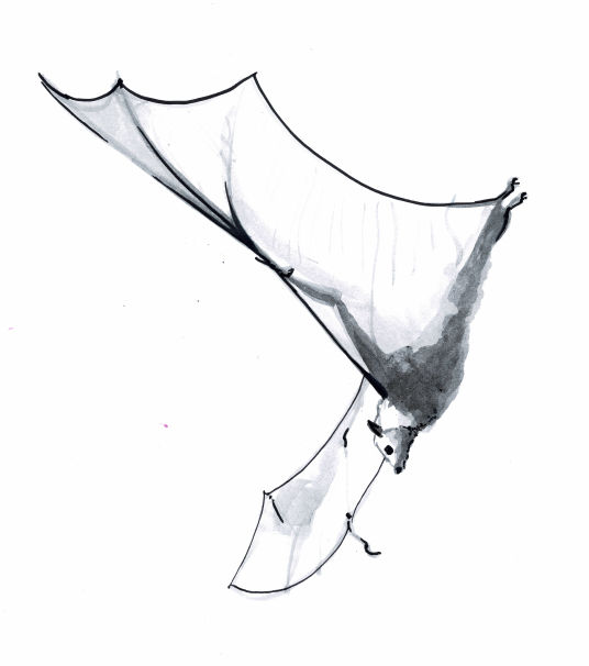 Flying Fox - Alice Deschilder