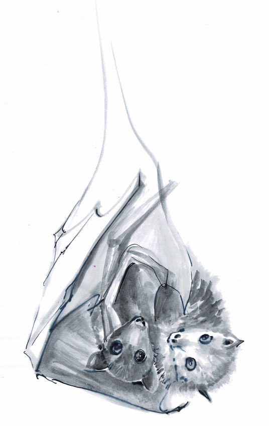 Flying Fox - Alice Deschilder