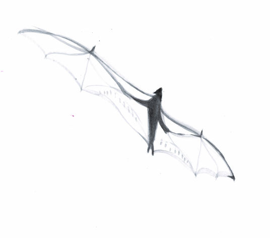 Flying Fox - Alice Deschilder