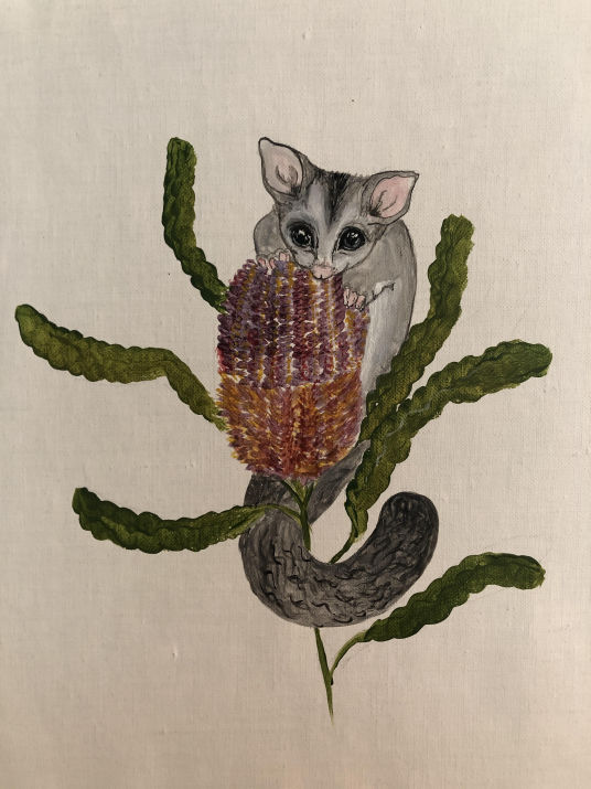 Glider on Banksia - Emmeline Eastwell
