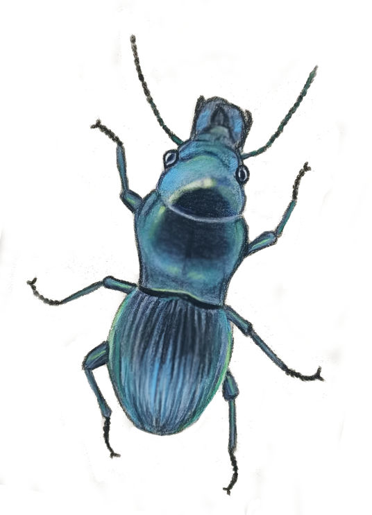 Shorter Rainforest Ground-Beetle - Layla Flame