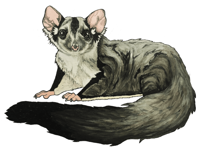 Acacia the Squirrel Glider: Abi Andrews