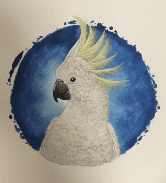 Cockatoo - Emily Donohoe