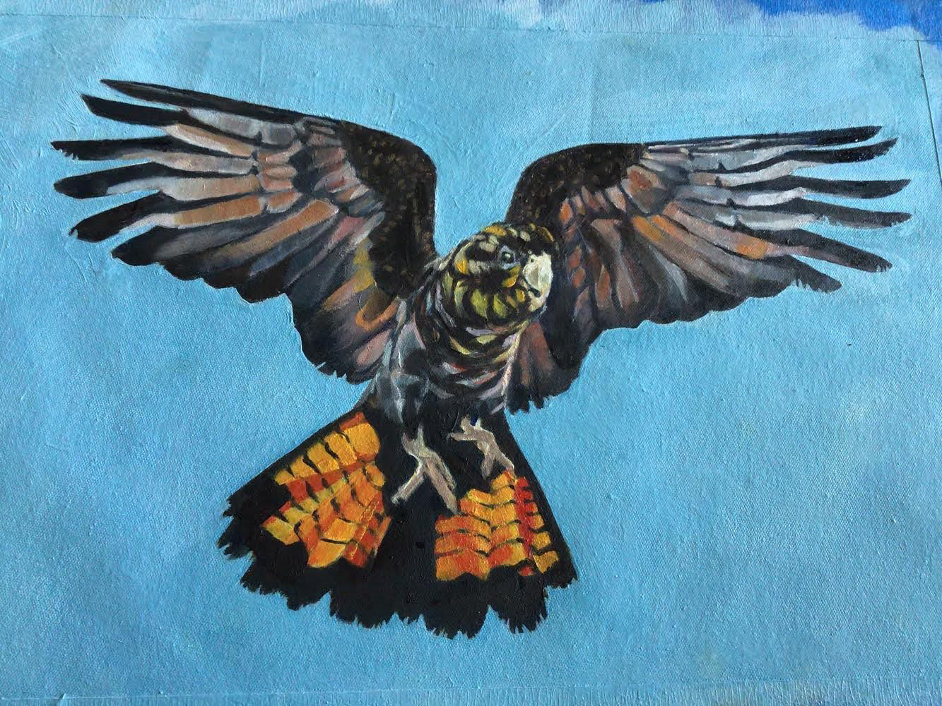 Glossy-black Cockatoo - Rachel Pierssene