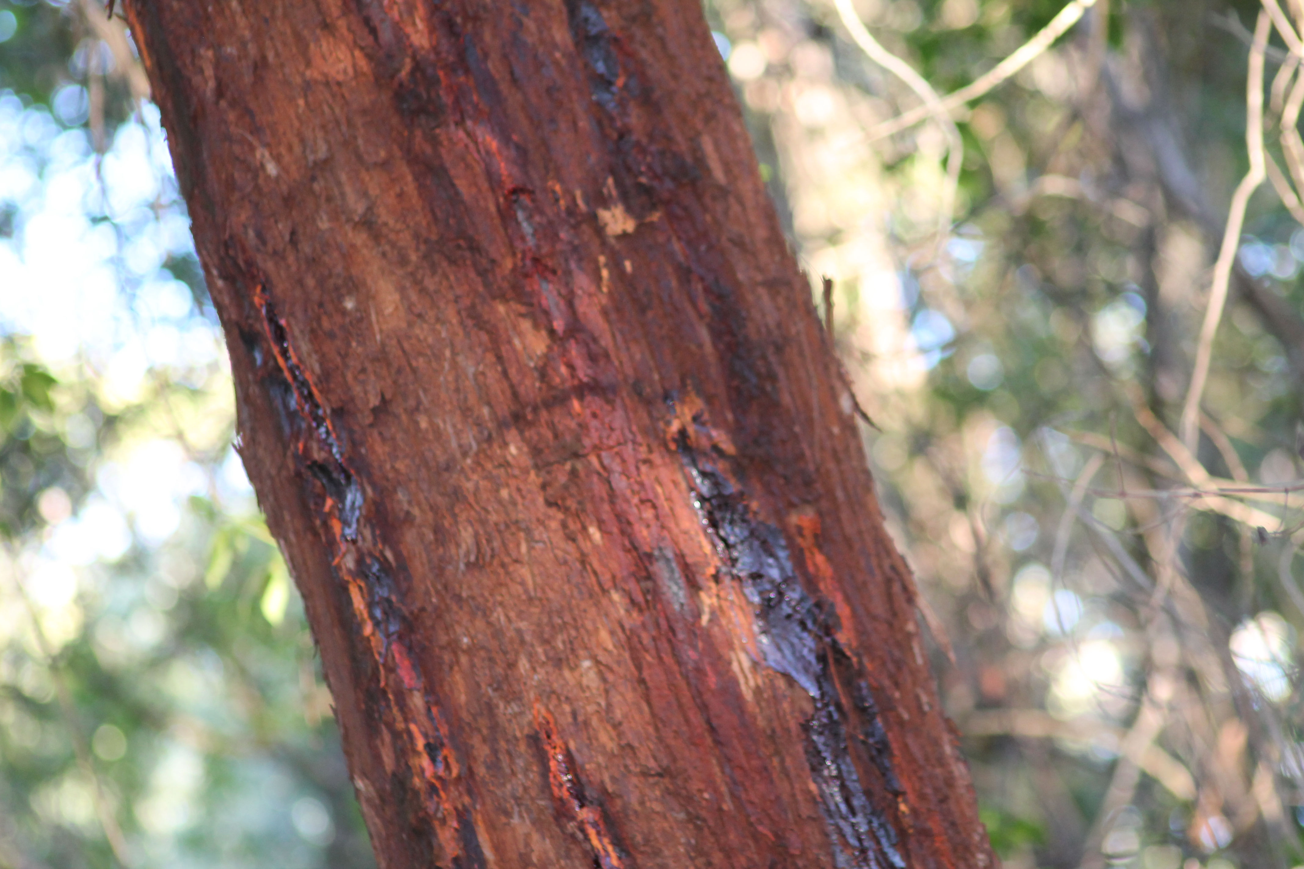 Bungabbee - Phil Jarman