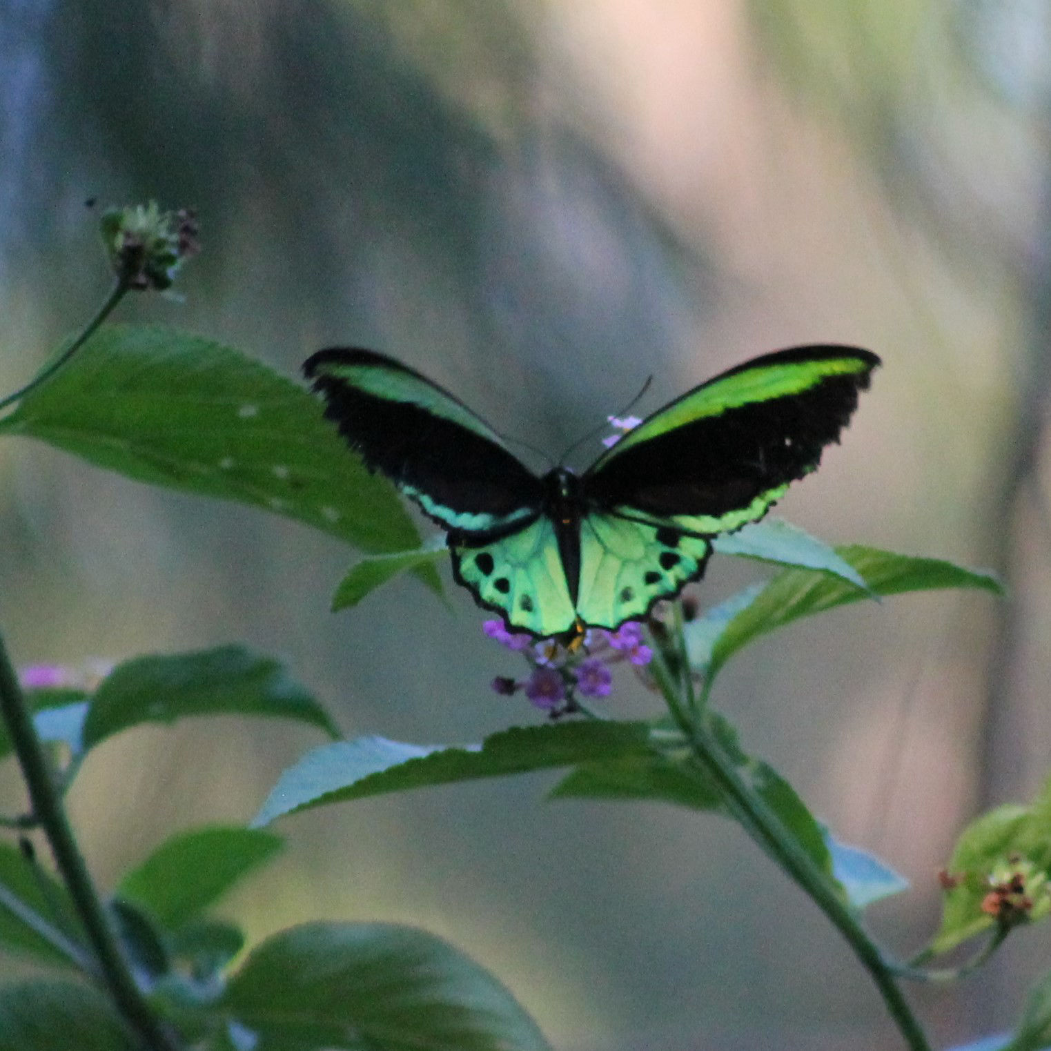 Bungabbee - Phil Jarman