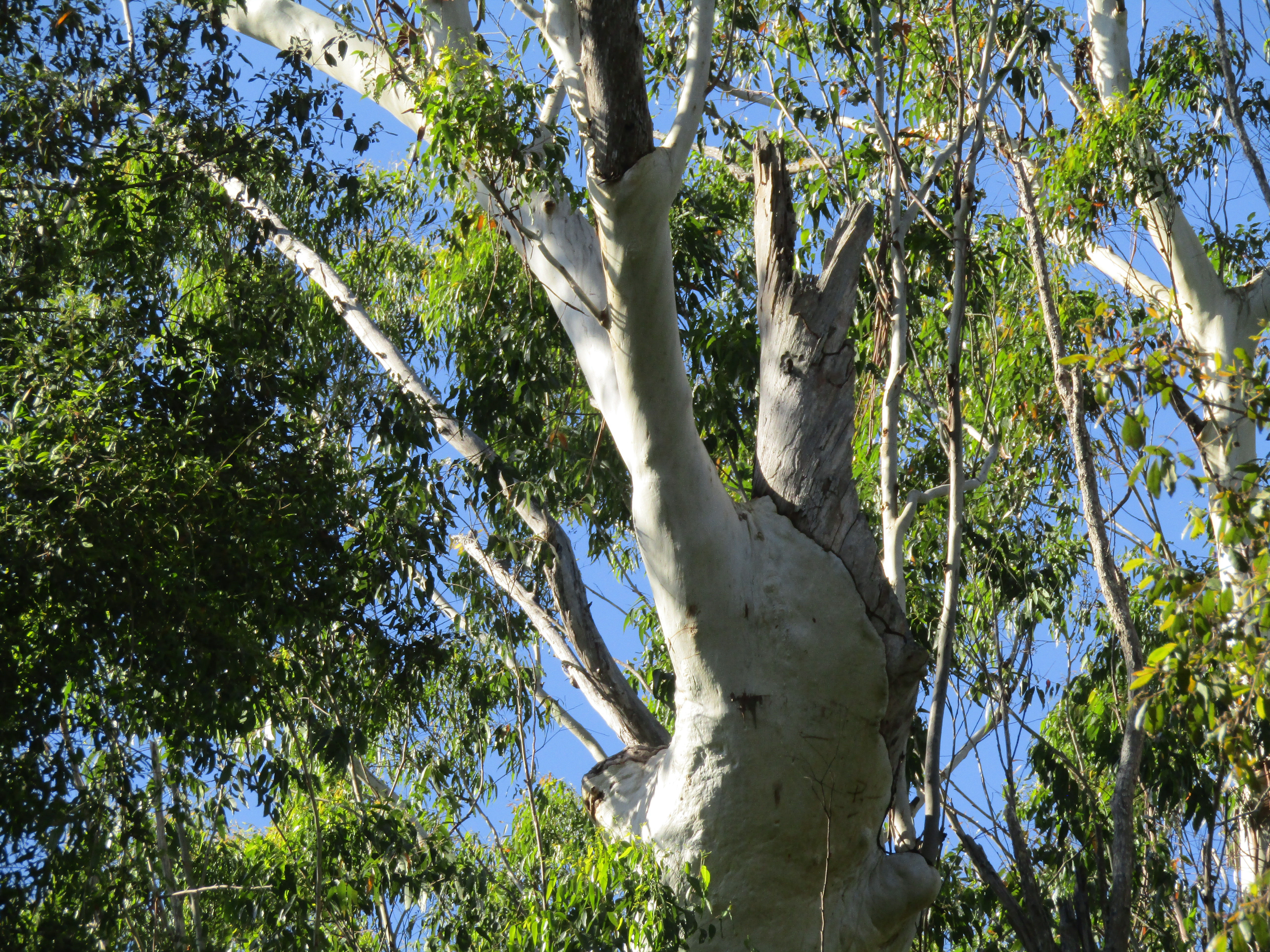 Bungabbee - Phil Jarman