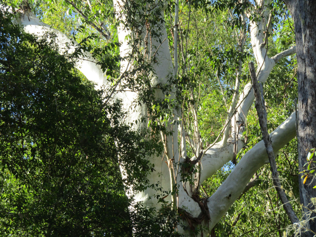 Bungabbee - Phil Jarman