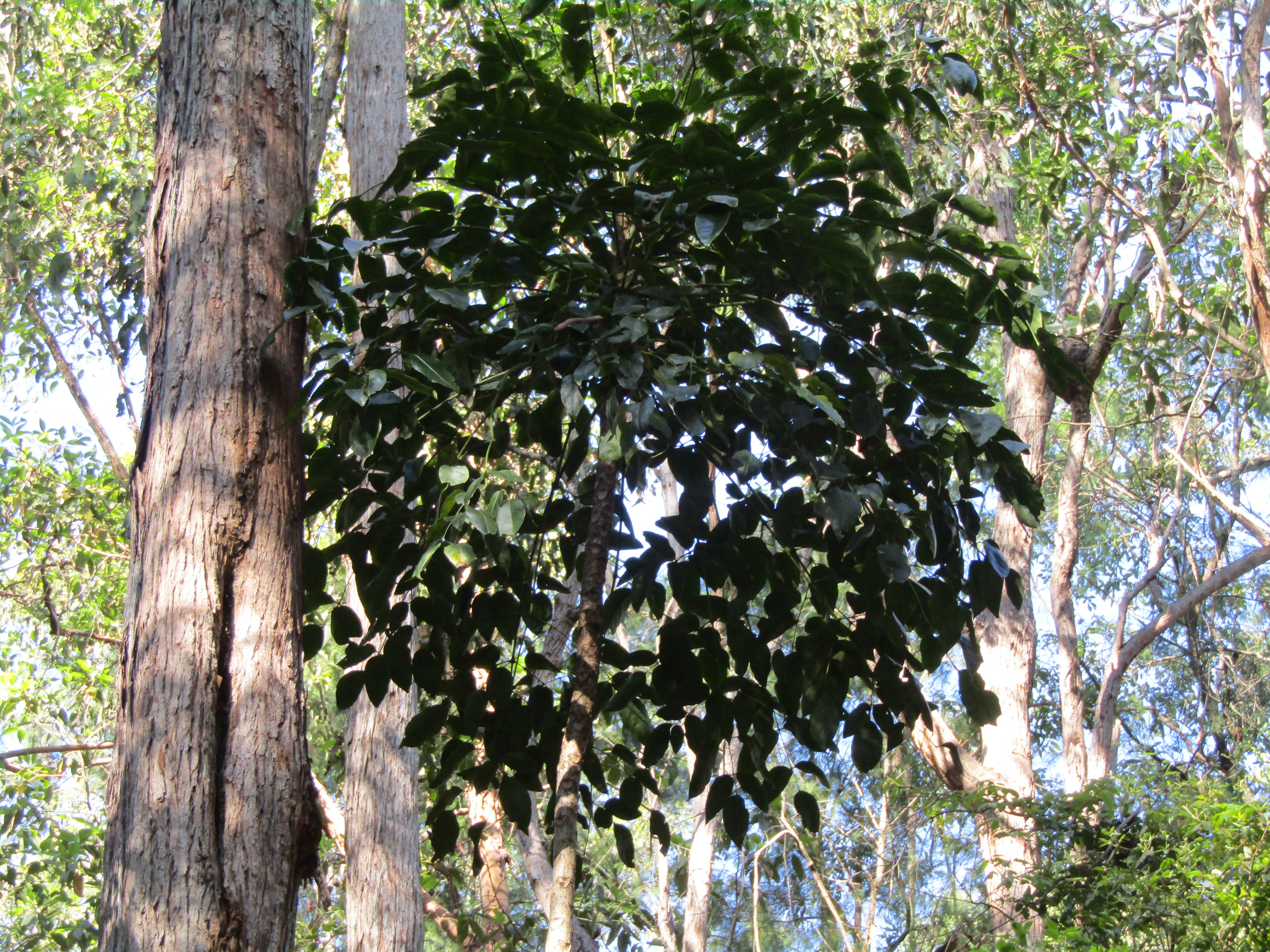 Bungabbee - Phil Jarman