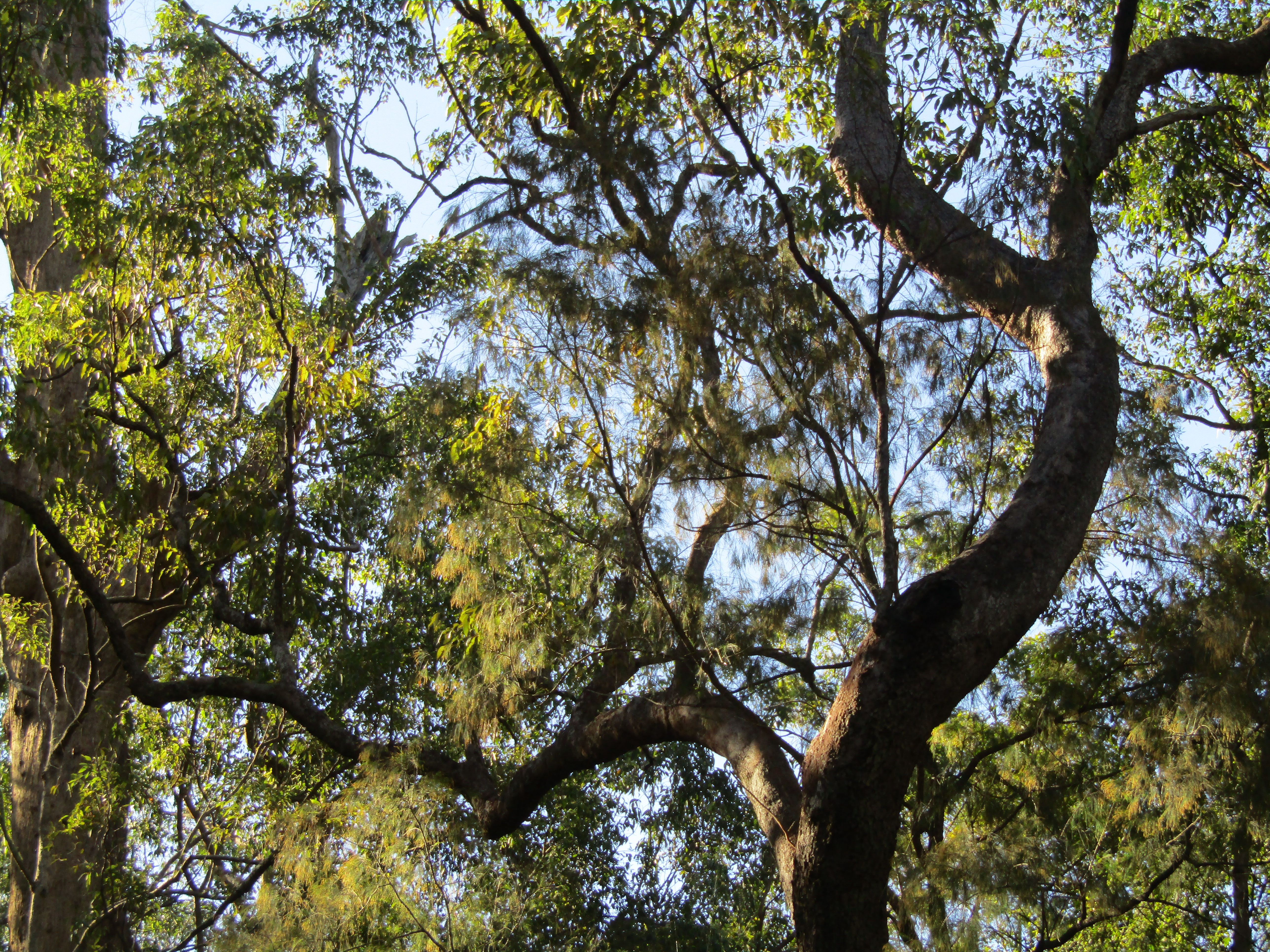 Bungabbee - Phil Jarman