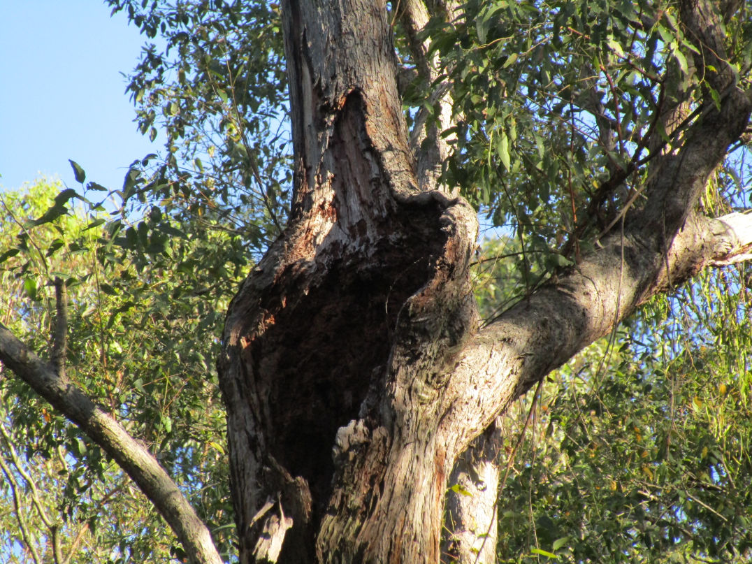 Bungabbee - Phil Jarman