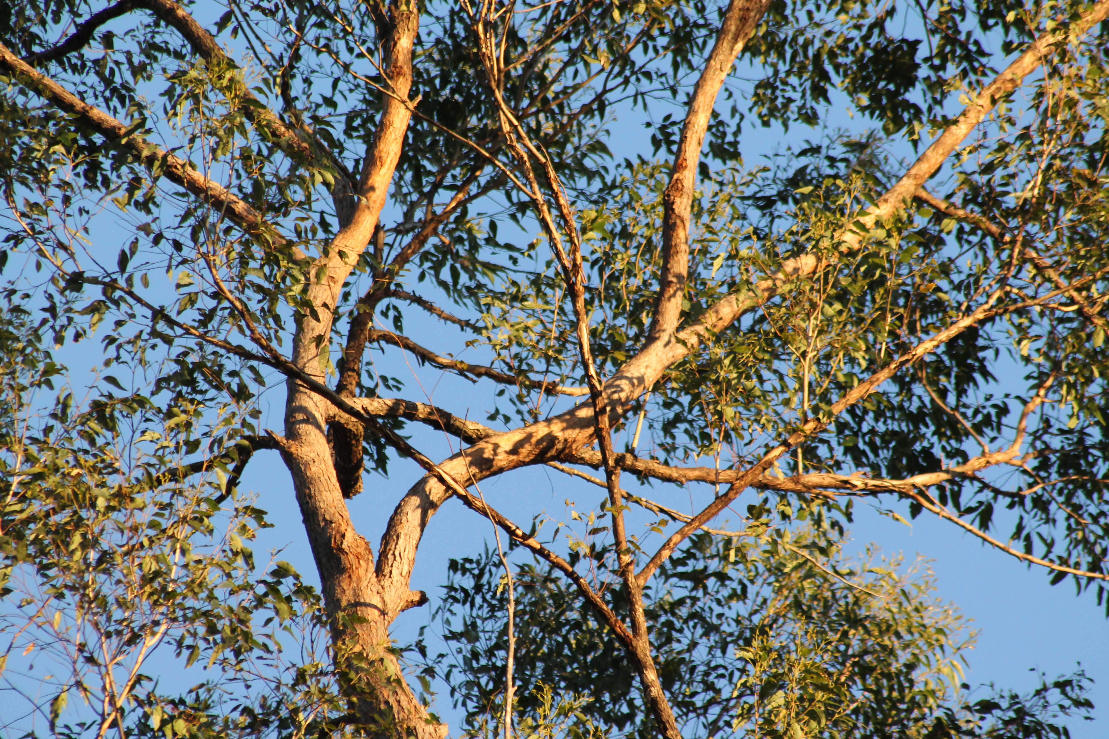 Bungabbee - Phil Jarman