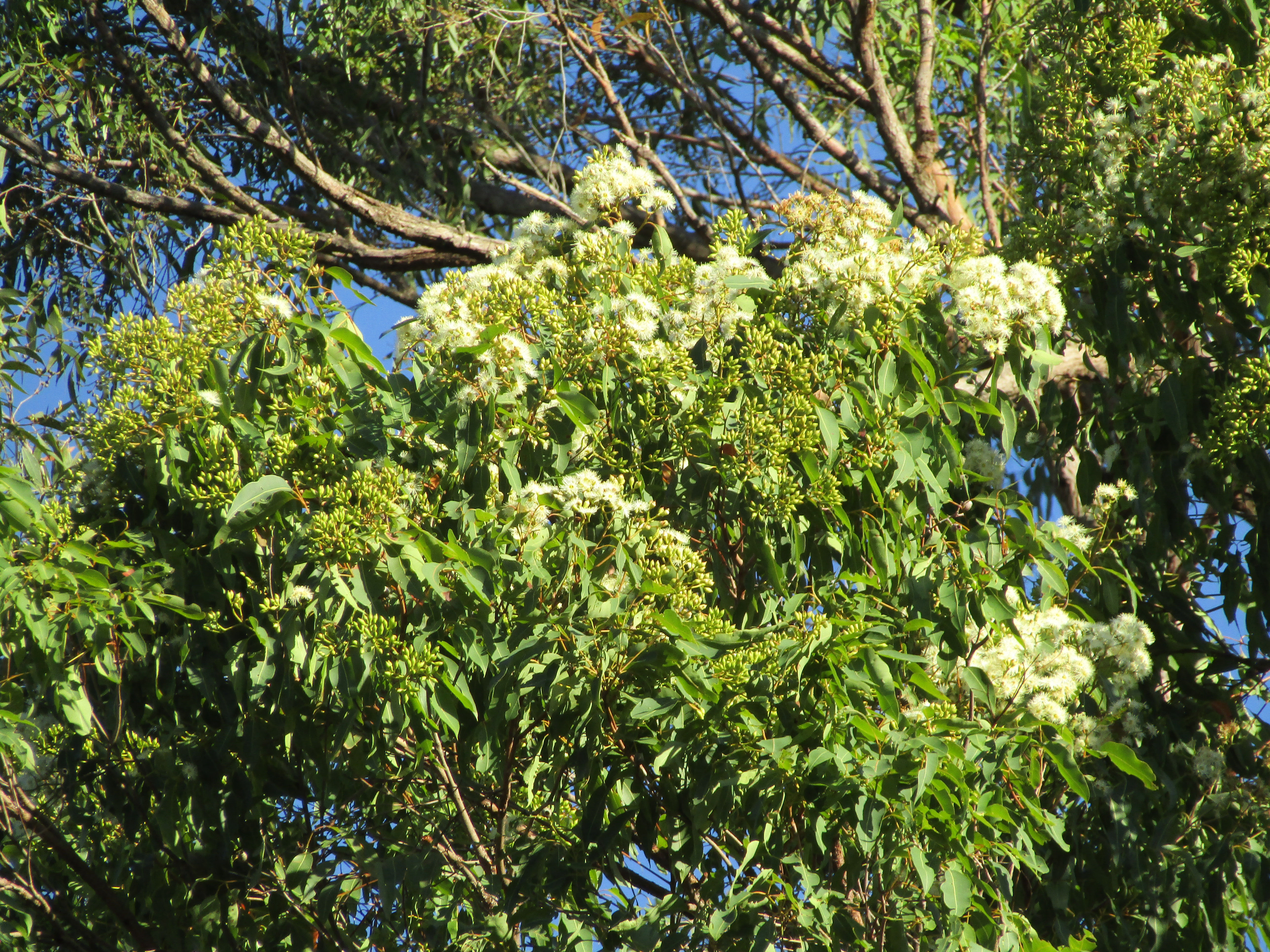 Bungabbee - Phil Jarman