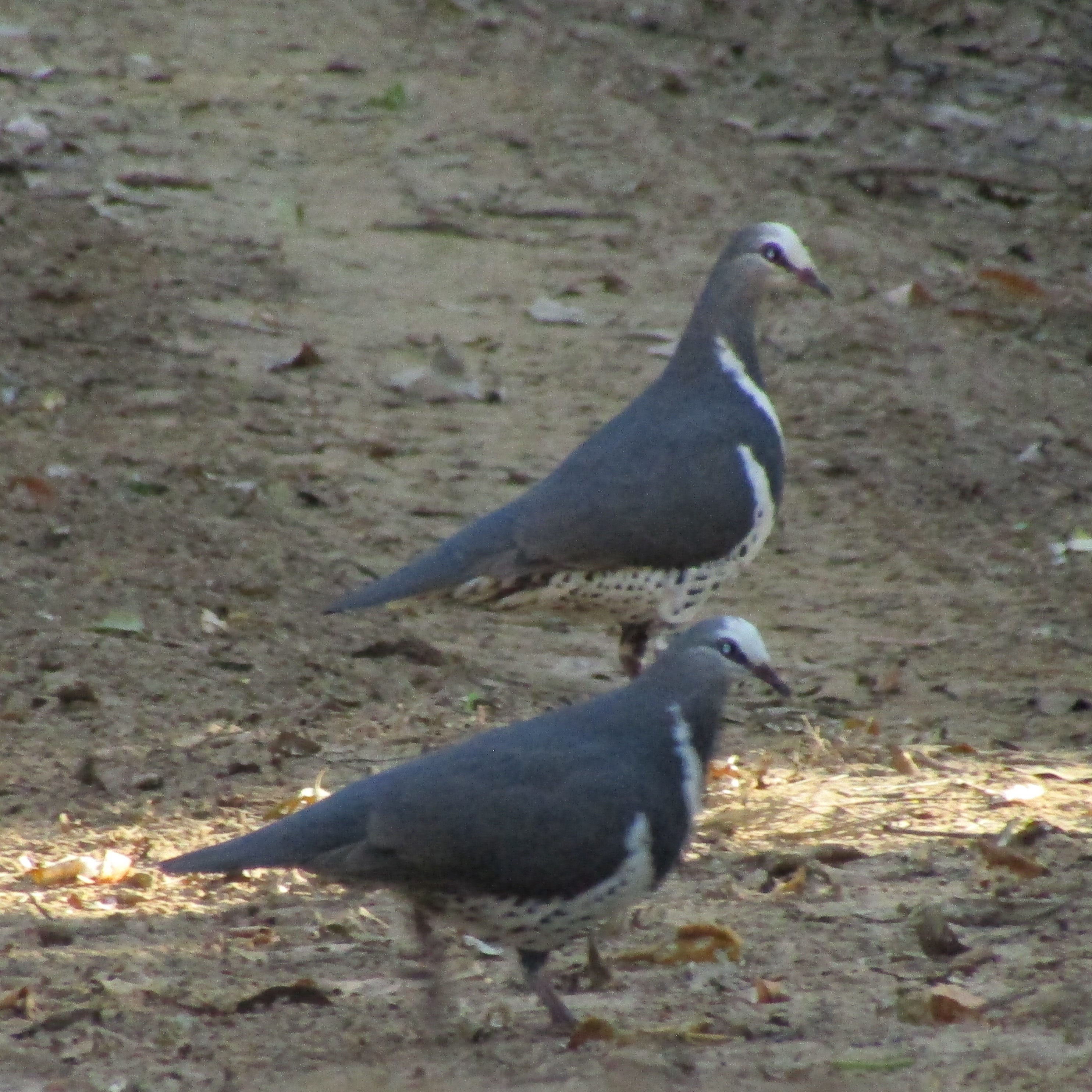 Bungabbee - Phil Jarman