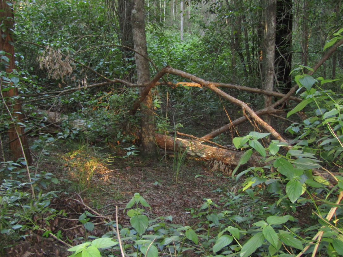 Bungabbee - Phil Jarman