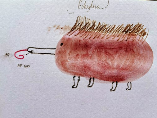 Echidna - Leo Crowther