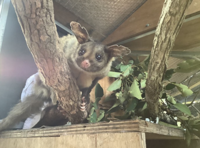 Acacia the Squirrel Glider: Abi Andrews