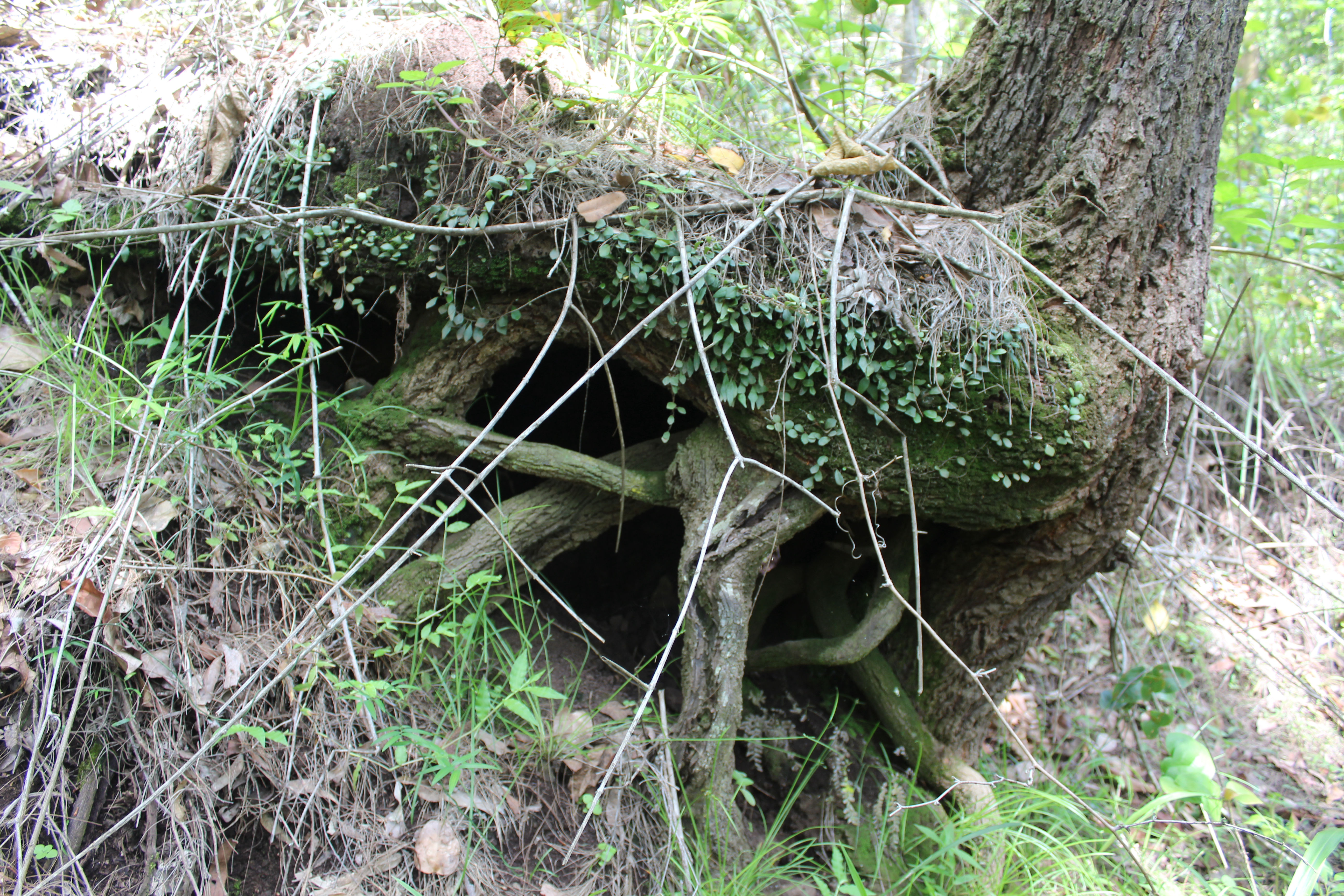 Bungabbee - Jenny Unwin