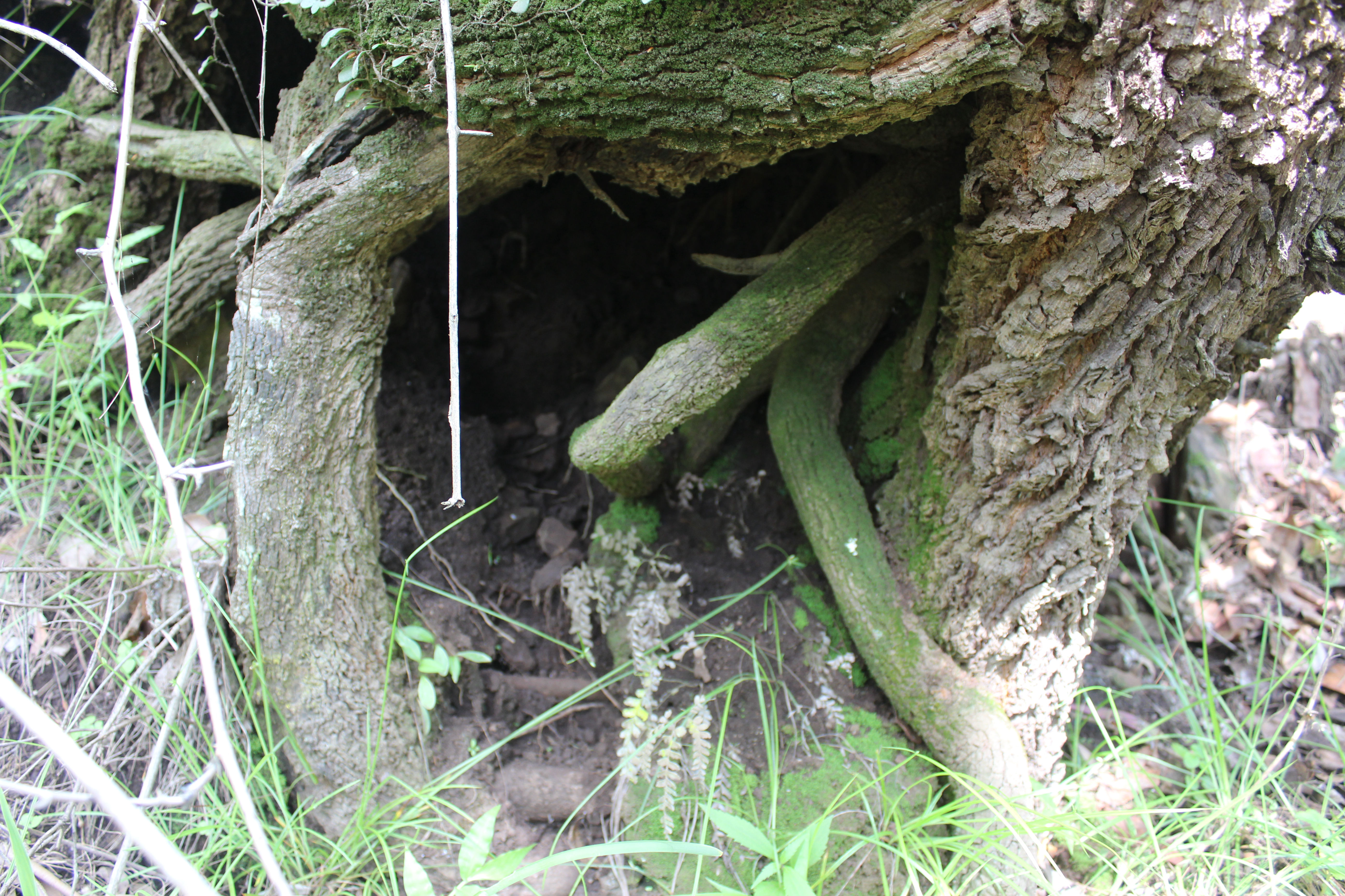 Bungabbee - Jenny Unwin