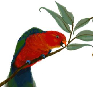 King Parrot and Lorikeet - Natalie Herington