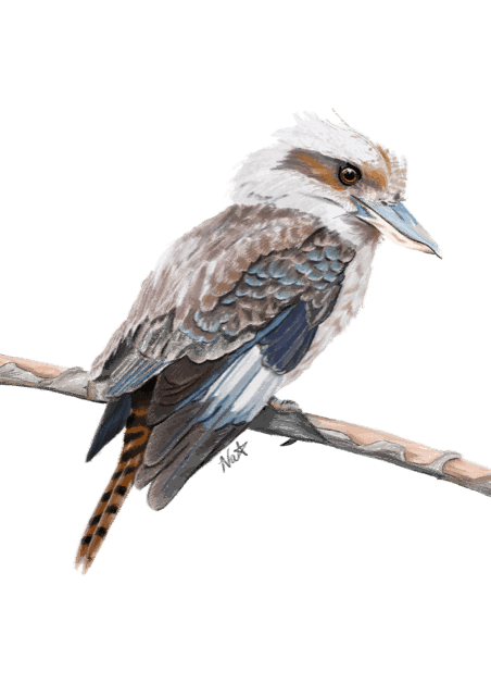Kookaburra - - Natalie Herington