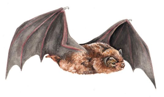 Little Bentwing Bat - Kerry Negus