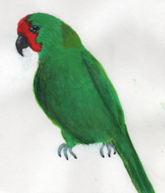 Little Lorikeet - Kim Warren