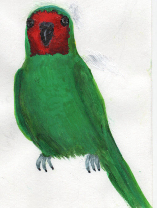 Little Lorikeet - Kim Warren