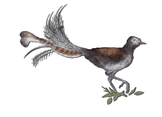 Lyrebird - Emily Donohoe