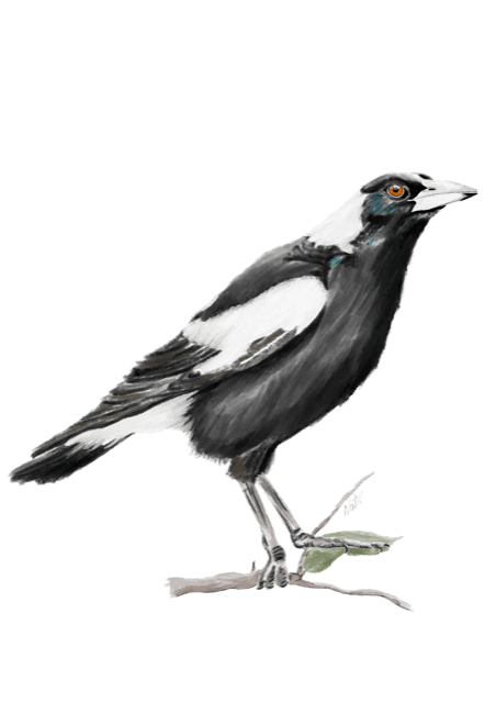 Magpie - Natalie Herington
