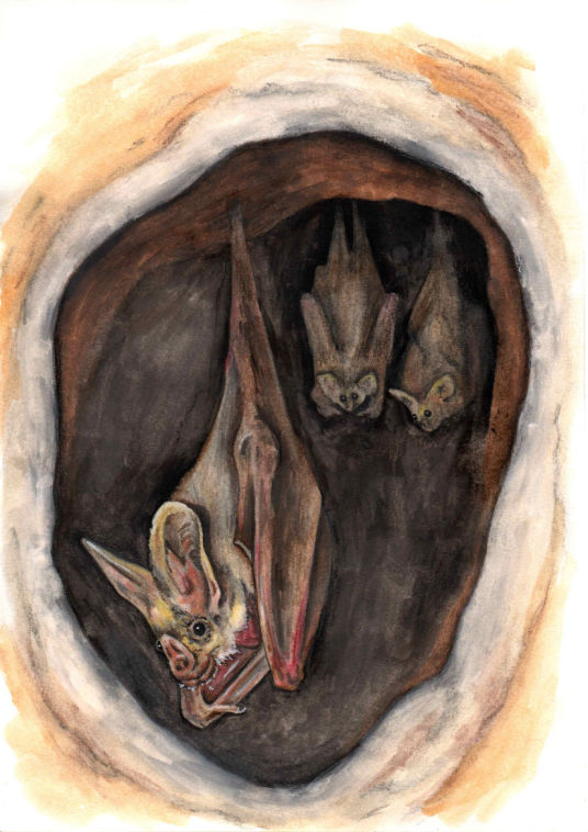 Microbats - Kerry Negus