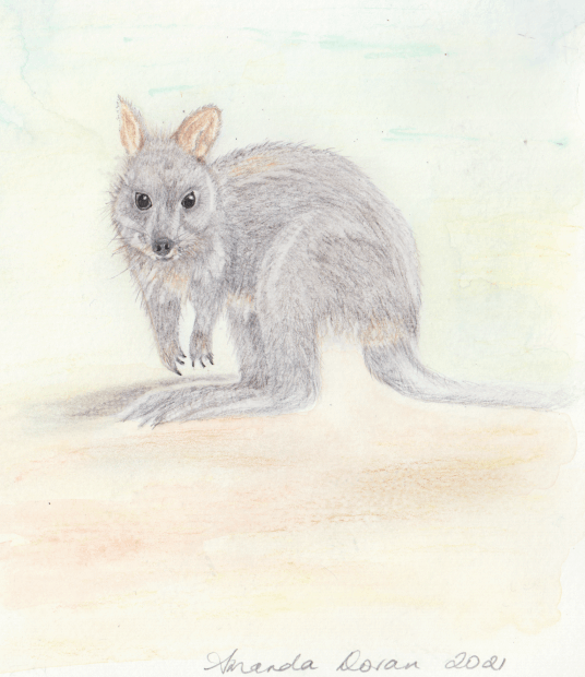 Pademelon - Amanda Doran