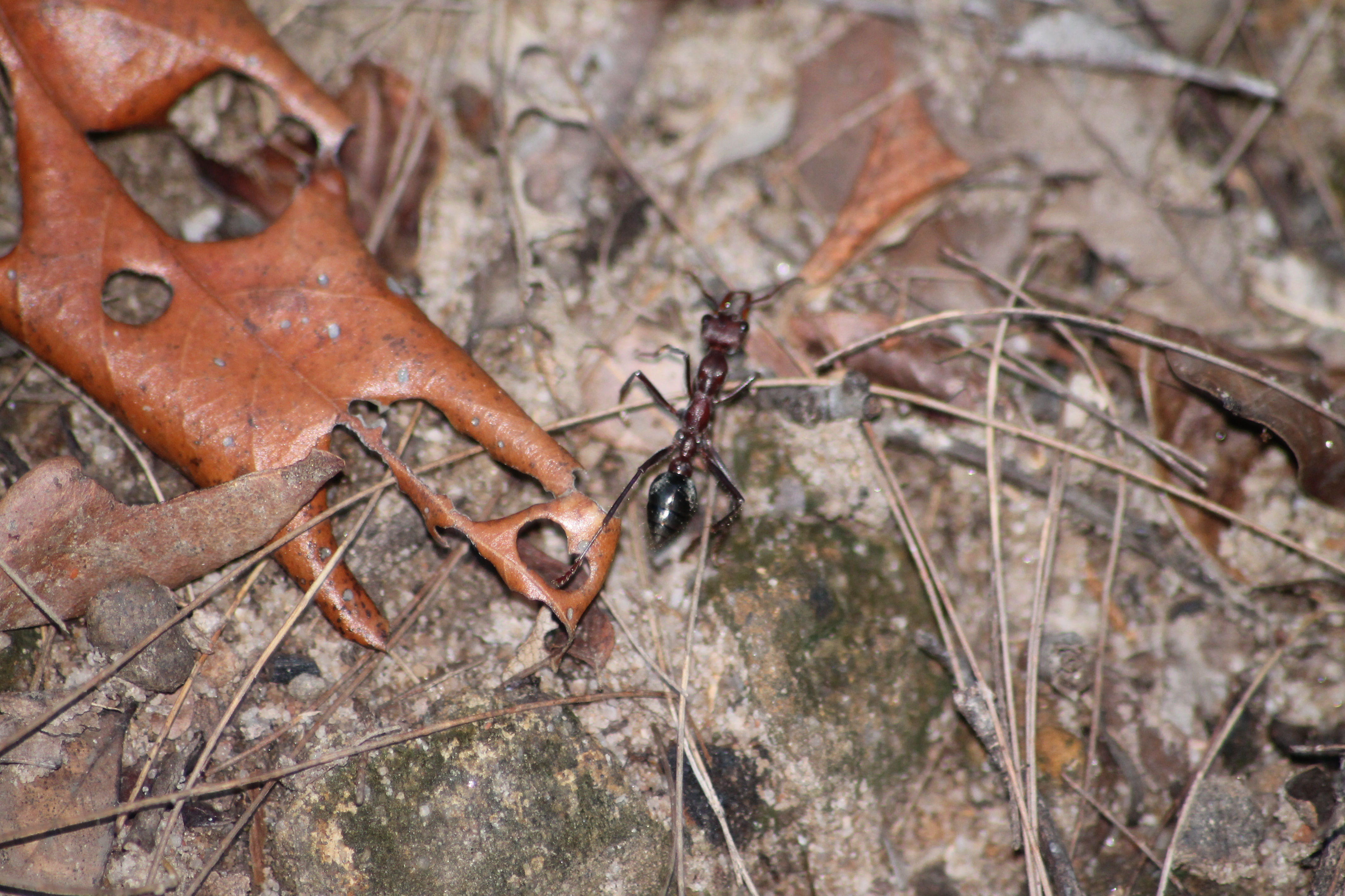 Bungabbee - Phil Jarman