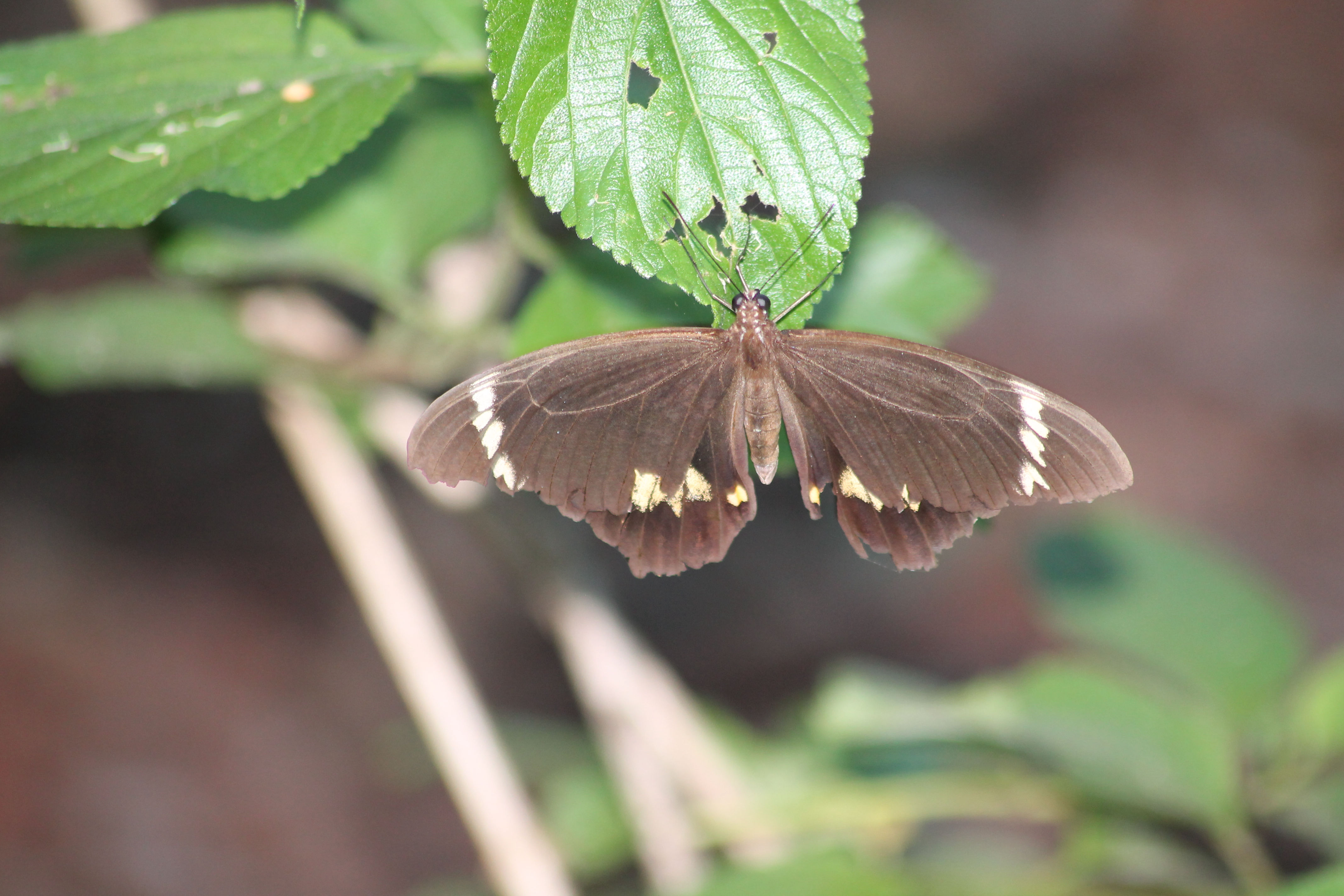 Bungabbee - Phil Jarman