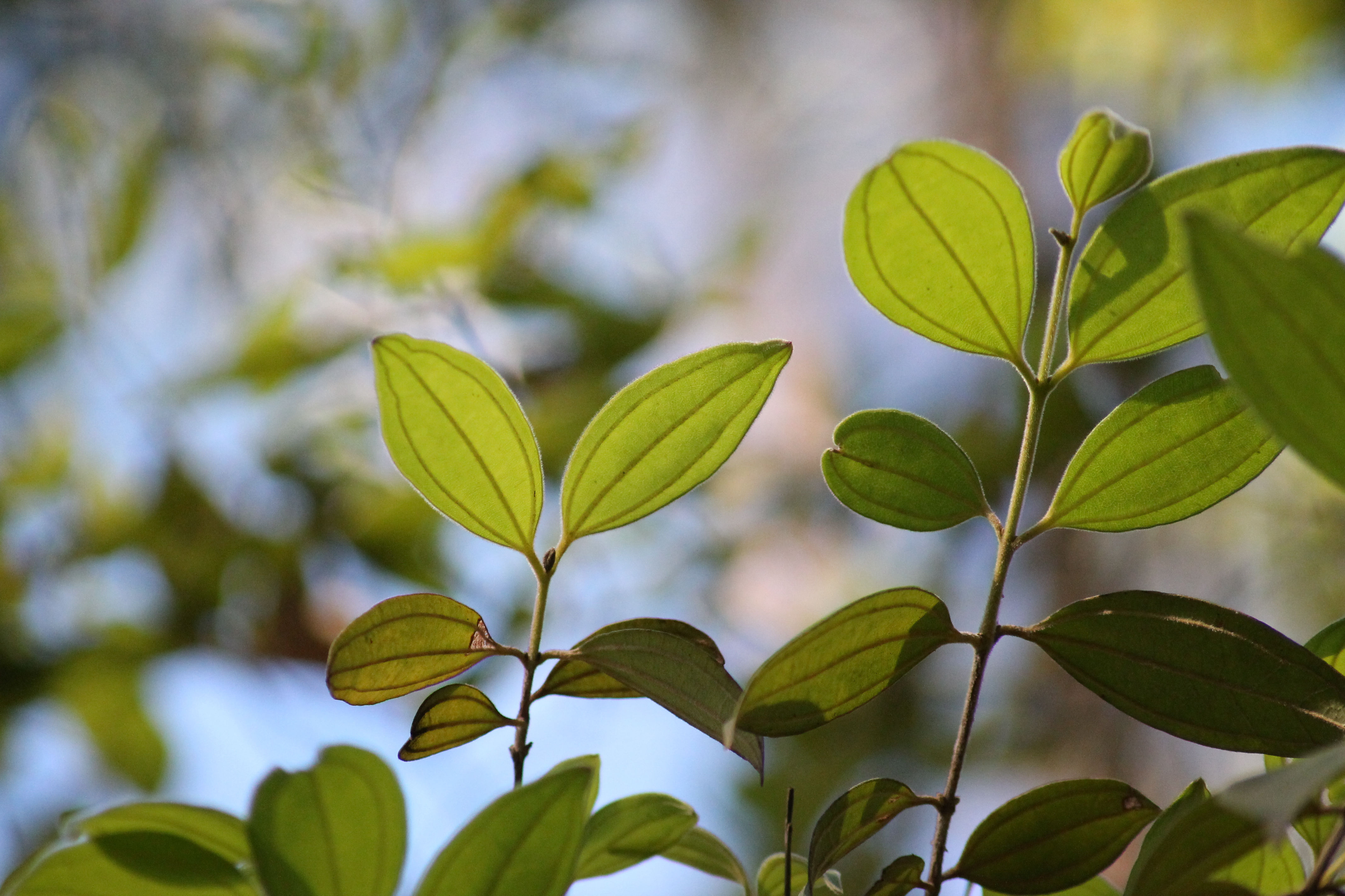 Scrub Turpentine - Phil Jarman