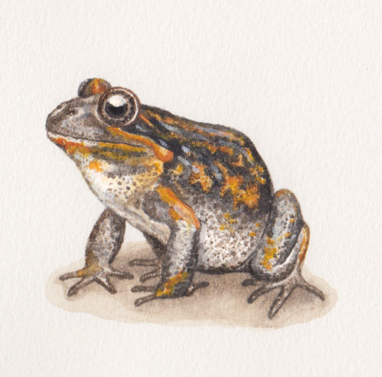 Pobblebonk Frog - Emily Donohoe
