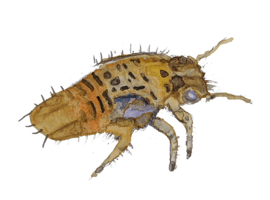 Insects making Honeydew