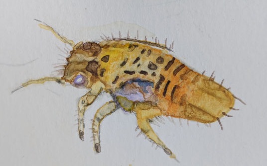 Psyllids - Amanda Doran